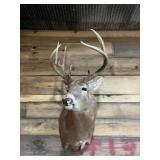 Large Very nice Deer Mount Taxidermy