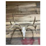 European Skull Mount Taxidermy