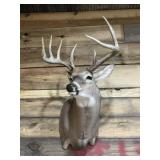 Large Very nice Deer Mount Taxidermy