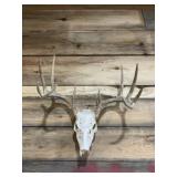 European Skull Mount Taxidermy