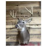 Large Very nice Deer Mount Taxidermy