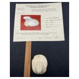 Bust Birdstone with Thomas Matthews COA from green