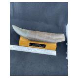 Tyrannosaurus Rex Fossil