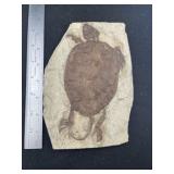 7 & 1/2" Turtle Fossil Indian Artifact Arrowhead