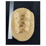 Alligator Tooth Fossil