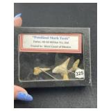 Fossilized Shark teeth with Riker frame included
