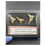 Fossilized Shark teeth with Riker frame included