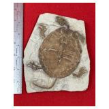 Turtle Fossil