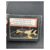 Fosilized Shark Teeth with Riker Frame