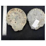 Fossil