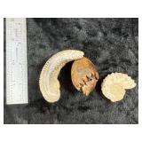 Group of Fossils Indian Artifact Arrowhead