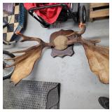 5' w  antlers
