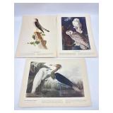 John James Audubon Birds of America Bookplates
