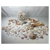 Assorted Seashells and White Coral
