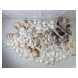 Large Assortment of Seashells