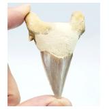 Fossilized 0.00' Sharks Tooth