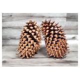 2 Massive Coulter Tree Pinecones
