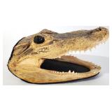 Young Alligator Head Taxidermy Mount