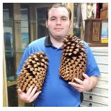 2 Massive Coulter Tree Pinecones