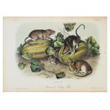 John T. Bowen "Brown Or Norway Rat"  Engraving