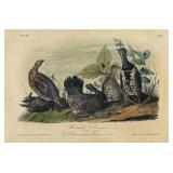 Audubon "Canada Grouse
