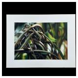 Rudy Sparkuhl, Untitled, 'Tangled Stems' Original