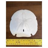 Large Sand Dollar