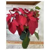 Live Poinsettia