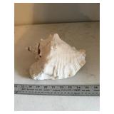 Large Conch Shell