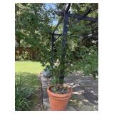 Potted Maple Tree