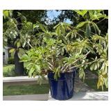 Umbrella Plant