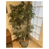 Live Ficus Tree