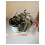 Live Potted Plant