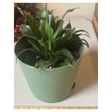 Live Potted Plant