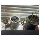 Live Plants