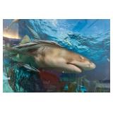 Mark Snyder Underwater Photography Sharks