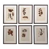 6 Framed Botanical Herbarium Sheets Pressed Leaves