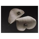 Bruce Rae Gelatin Silver Print Cala Lily II