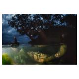 David Doubilet Cibachrome Print Crab in