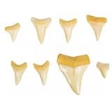 Group of Great White Shark Teeth