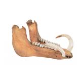 Male Wild Boar Mandible with Tusks