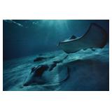 David Doubilet Cibachrome Print Stingrays
