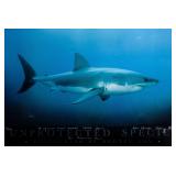 Rodney Fox Color Lithograph Great White