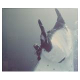 Peter Benchley Diving Manta Ray, Chromogenic