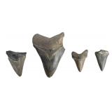 Fossilized Shark Teeth Incl. Otodus Megalodon
