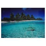 David Doubilet Cibachrome Print Blacktip Reef