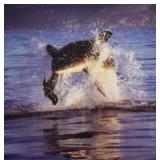 Dr. Neil Hammerschlag Chromogenic Great White