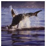 Dr. Neil Hammerschlag Chromogenic Great White