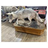 Beautiful Large Taxidermy Wolf