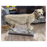 Taxidermy Cheetah AS-IS